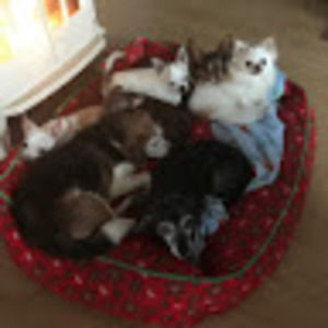 Meet your Posher, Susan